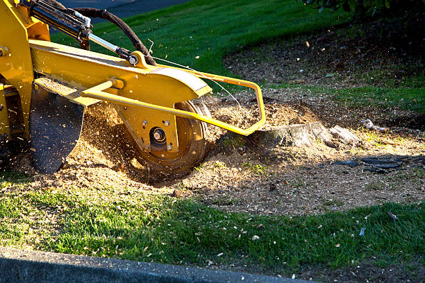 The Steps Involved in Our Tree Care Process in Reidsville, NC